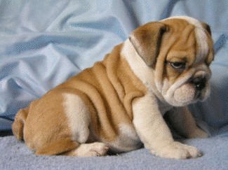 David Steath's album, Send Bulldog Puppies Photos