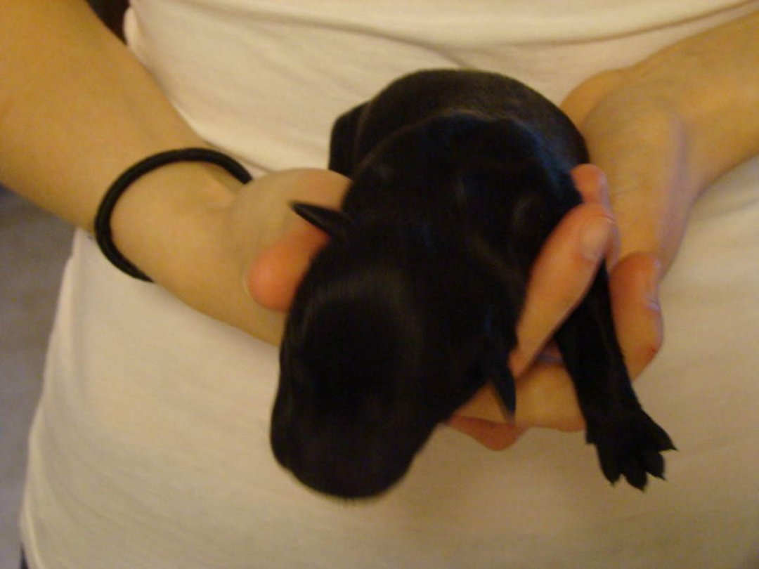 Tracie Landis' album, Zoey and her puppies