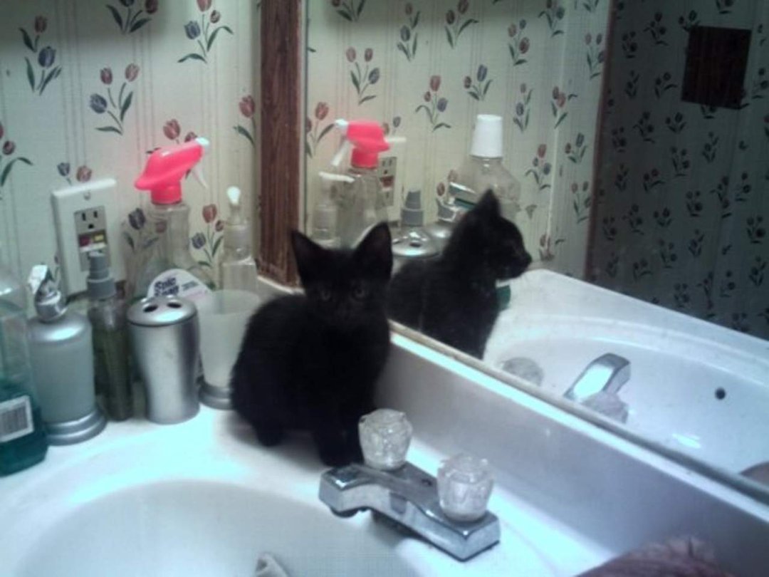 Peter Faber's album, 5 new kittens