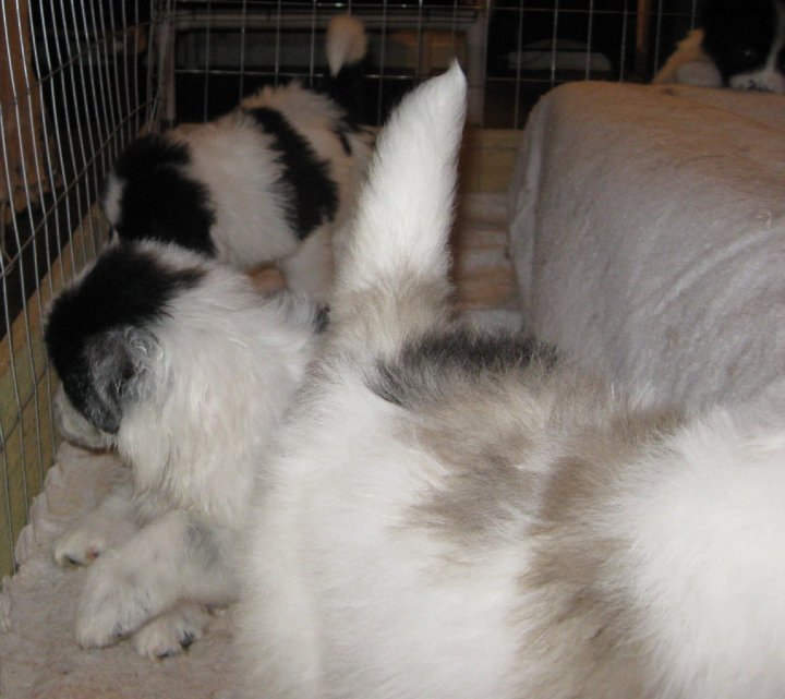 Sharon Drube's album, Zira and the Shakespeare pups