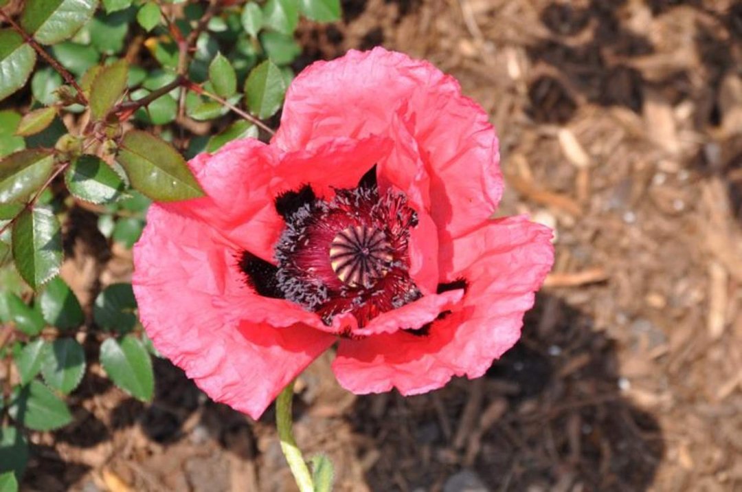 Ray Lang's album, 2010 Wheeling Garden Walk