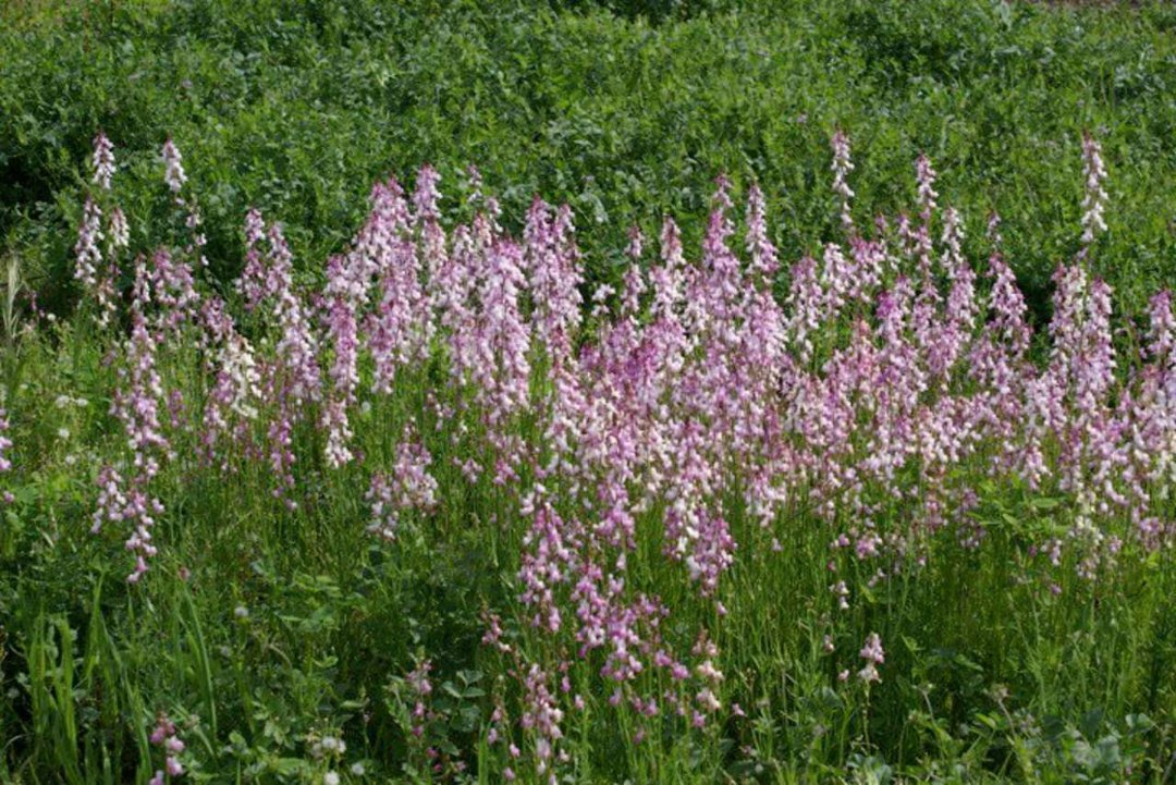 Patrick McGee's album, Blossom Trail