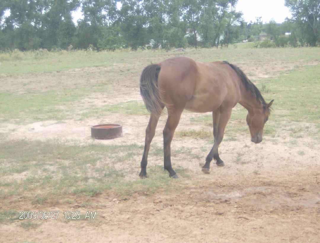 Harry Jacobs' album, some of our horses