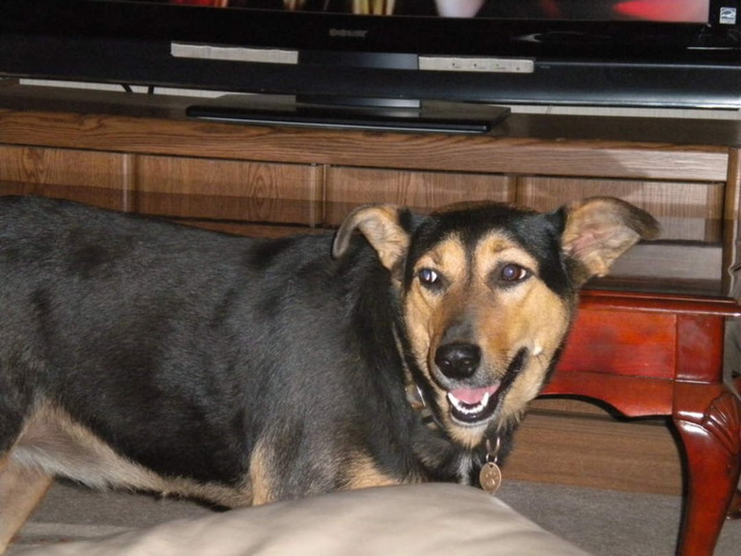 Ginger Sullivan's album, fun with alyssa and petz