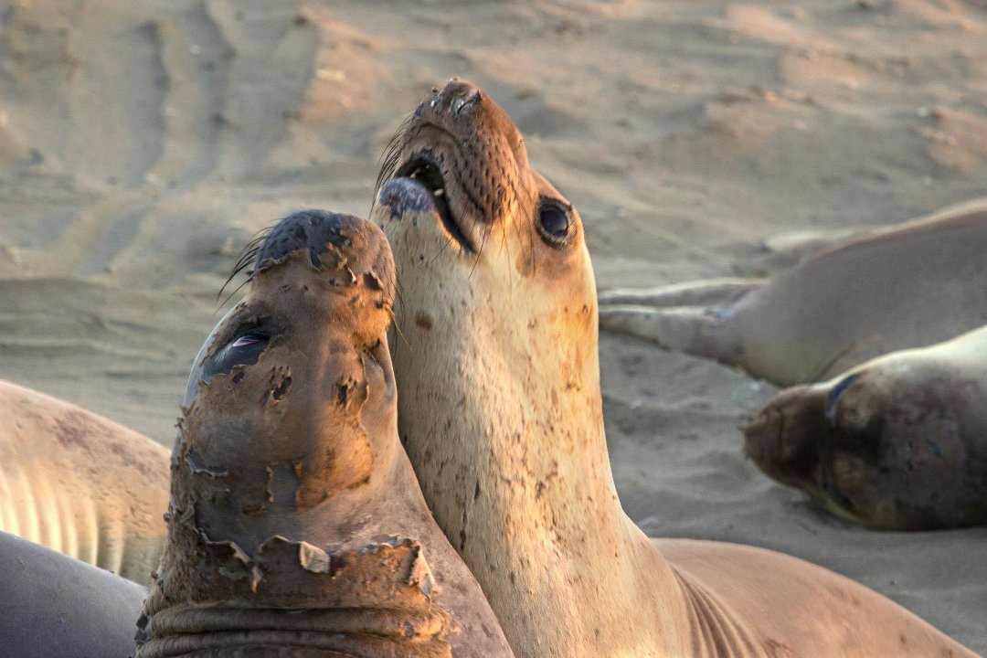 Kit Mulligan's album, Elephant Seals at San Simeon 04.20.13