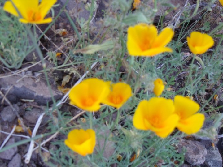 Robert Stevens' album, Picacho_Peak Hike