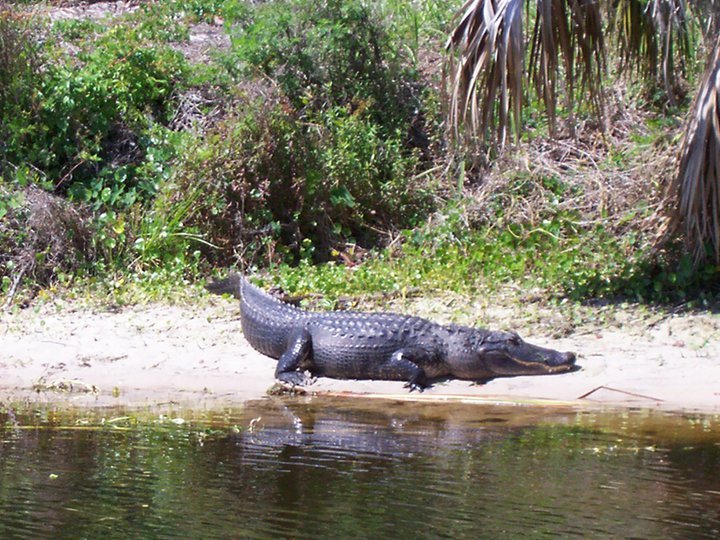 Max Sherry's album, Alligators