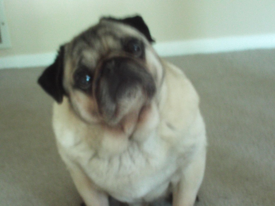 Robert Dunas' album, JIMMY the Pug - In Loving Memory