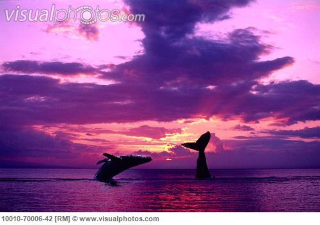 Donna Smith's album, Cover Photos