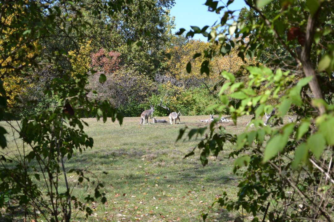 Chris Ames' album, Boys day at Zoo 2012