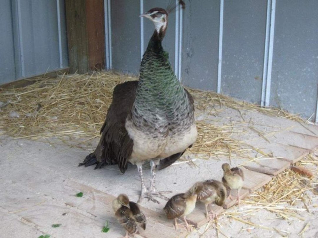 Susan Fischer's album, May 29, 2012