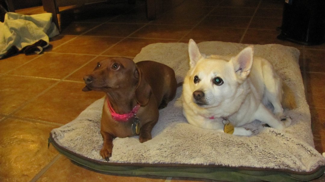 Jan Cole's album, Comet and Lily--my twins