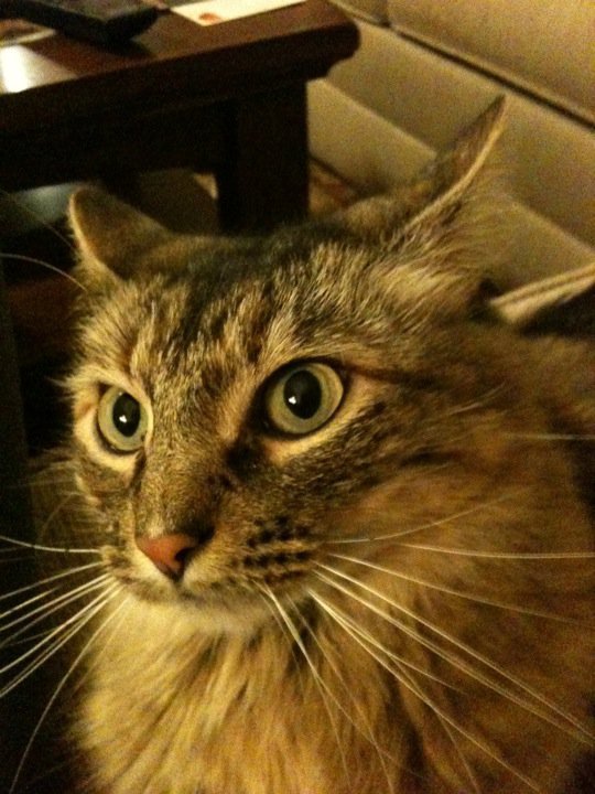 Don Conrad's album, Pets