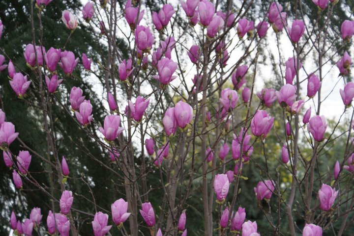 Patrick McGee's album, Blossom Trail