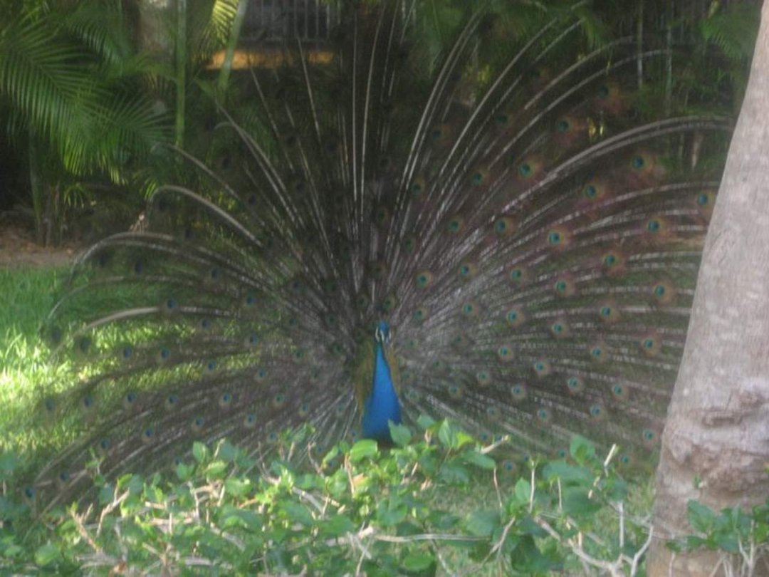 Steven Talbott's album, Mexico 2011
