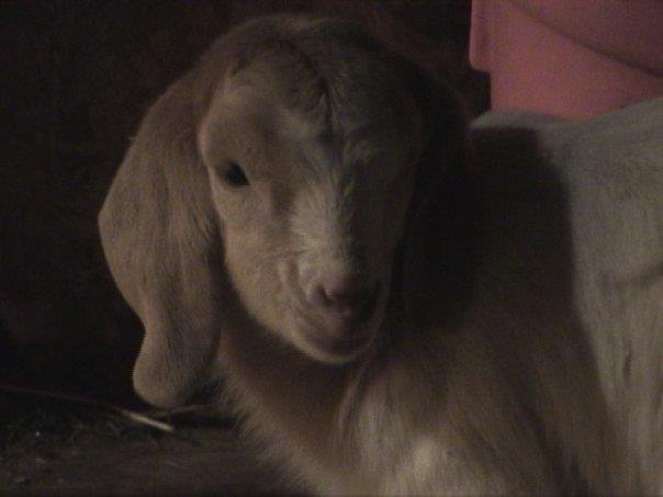 Richard Freund's album, Baby Goats February 2010
