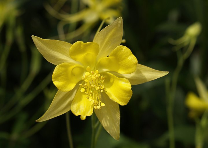 Robert Chapman's album, Spring Flowers