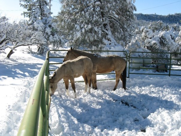 Roger Latimer's album, Snow
