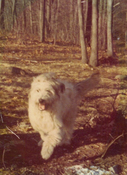 Robert Mallardo's album, Spike