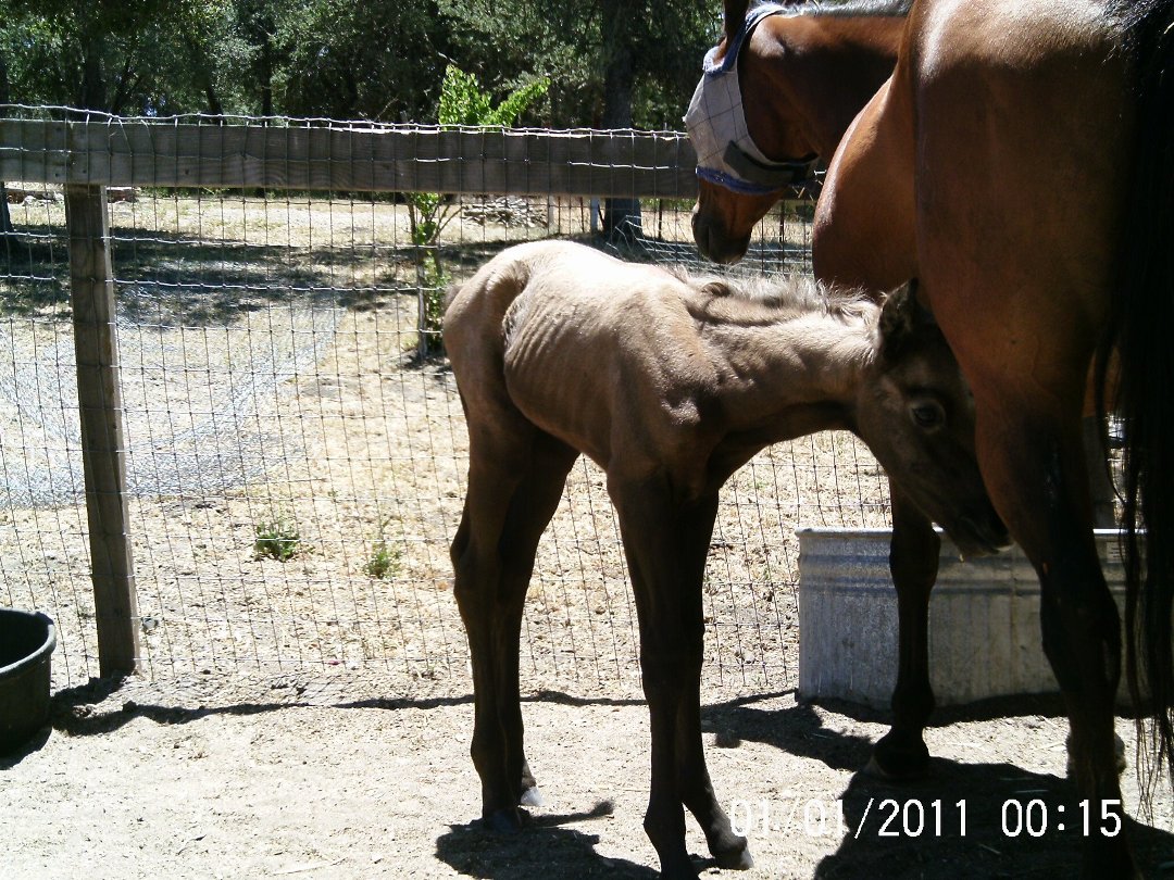 Lisa Phillips' album, Chloe & Milkshake @ 7 hours old