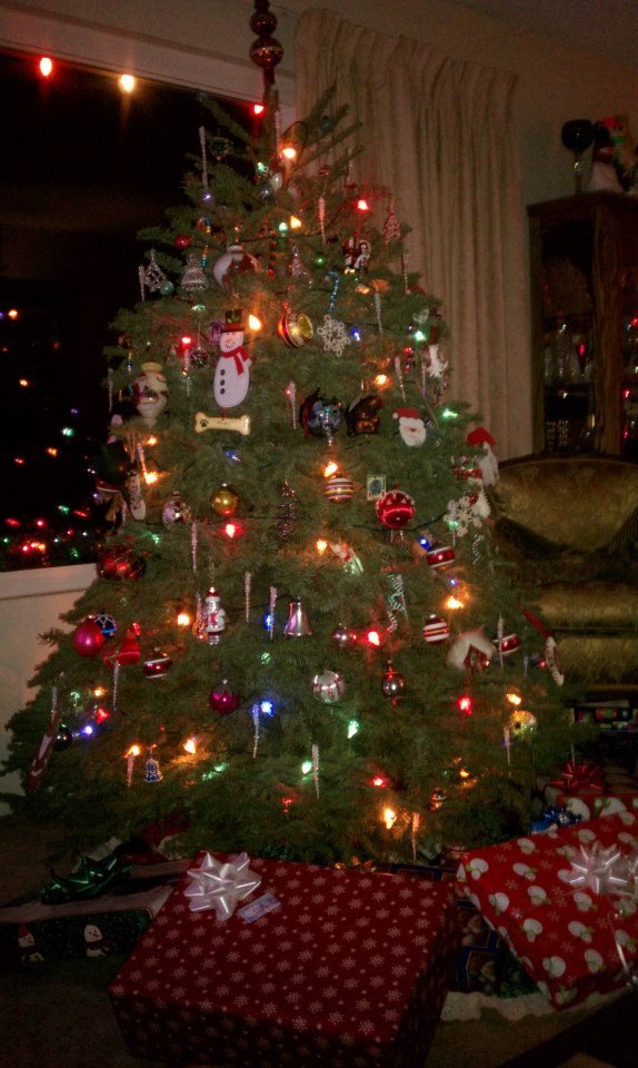 Bev Howard's album, Christmas Tree 2012 Red Bluff