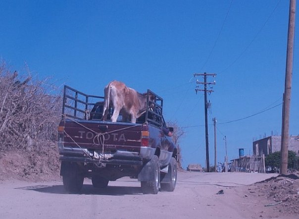 C. Allison Smyth's album, mexico