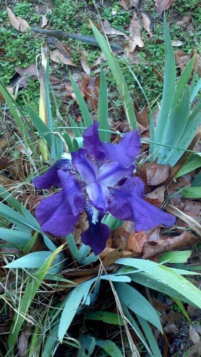 Debbie Zitzmann's album, Mobile Uploads