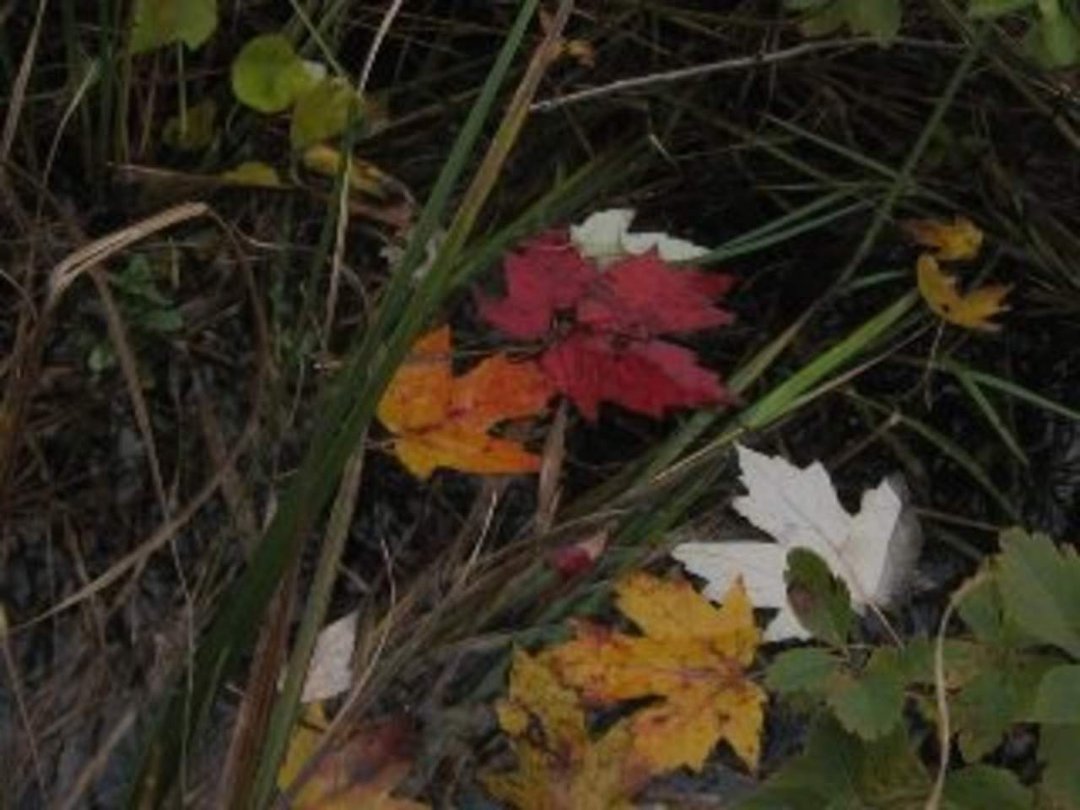 Robin Ellison's album, Raquette river trip
