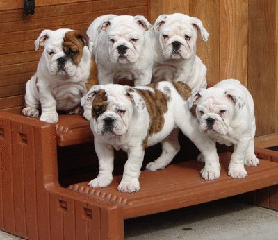 David Steath's album, Send Bulldog Puppies Photos