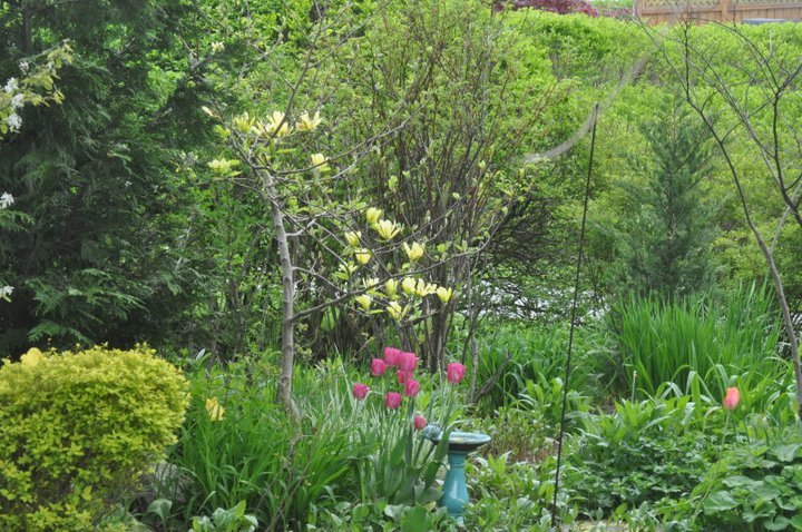 John Mahtab's album, Garden June, 2011
