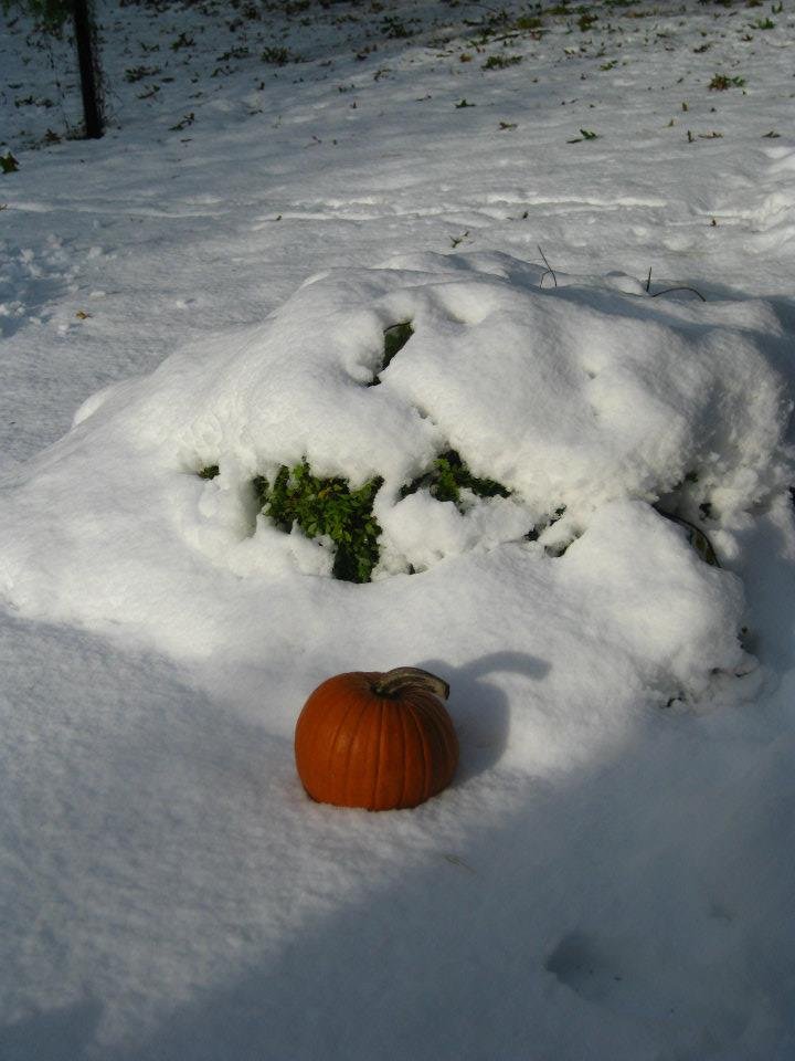 LORENE BEACH's album, Halloween Snow 2011
