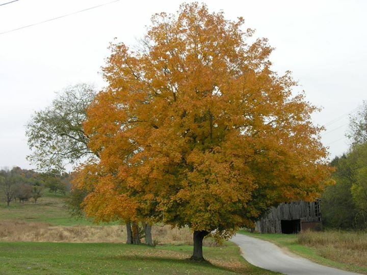 Wanda Davenport's album, Cover Photos
