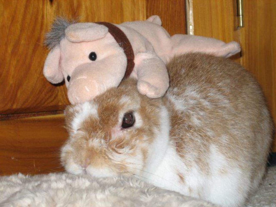 Terry McShane Hackett's album, Peaches Plays Hat