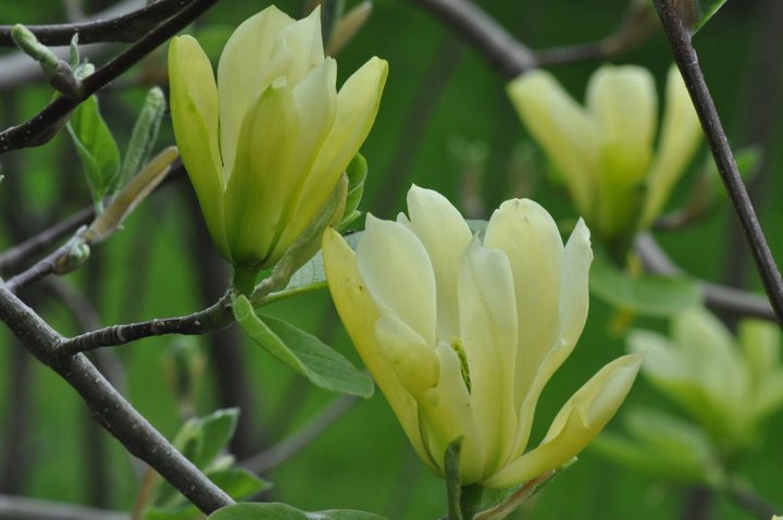 John Mahtab's album, Garden June, 2011