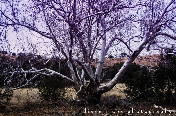Diane Ricks' album, Untitled Album