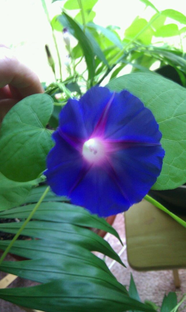 Sandra James' album, Mobile Uploads
