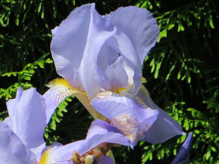 Tom Gard's album, pictures of flowers
