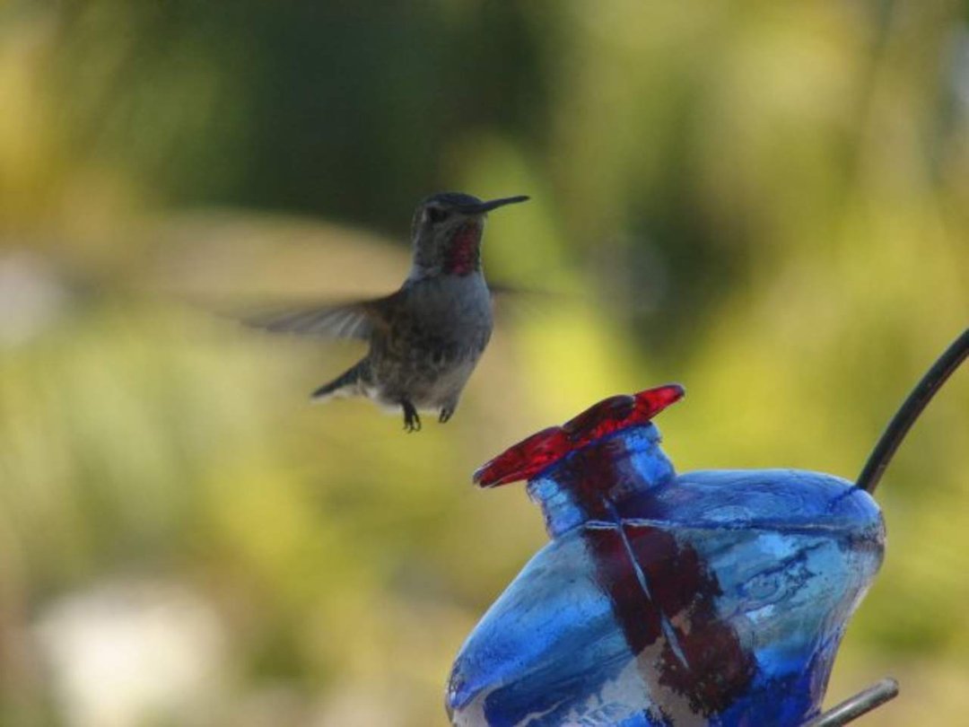 Mark Williams' album, 2010 Hummingbird Calendar
