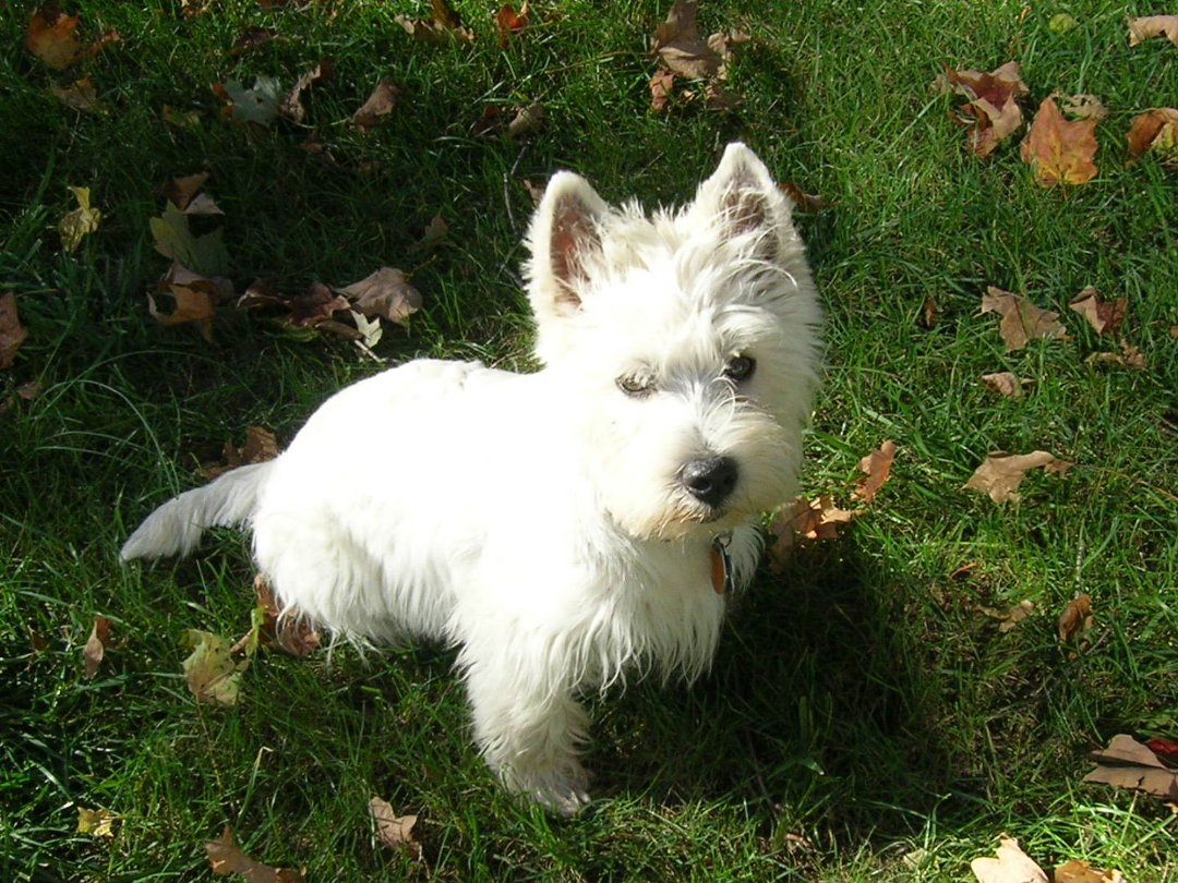 Joanne Miller's album, Profile Pictures