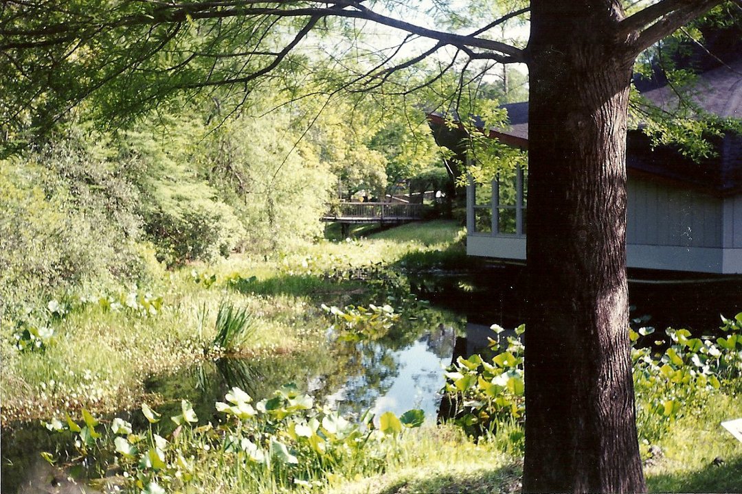 Karla Denney's album, Okefenokee Swamp 2000