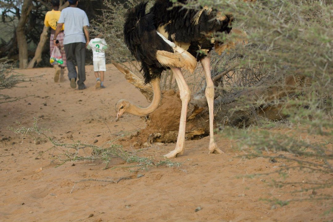Don Walker's album, Cheetah Refuge