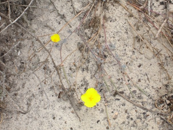 Debbie Clark's album, Asilomar 2009