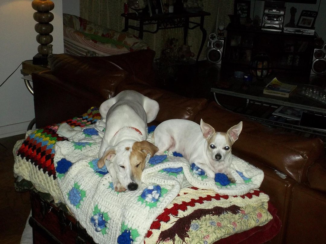 Suzanne Metcalf's album, Cover Photos