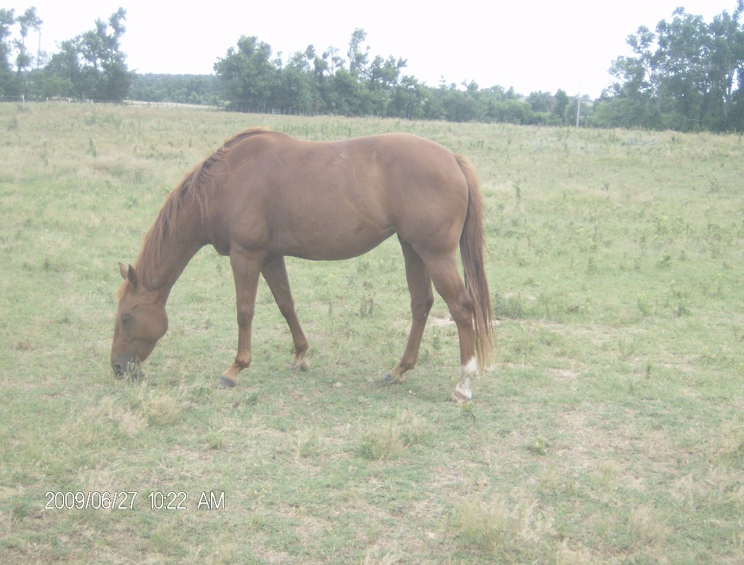 Harry Jacobs' album, some of our horses