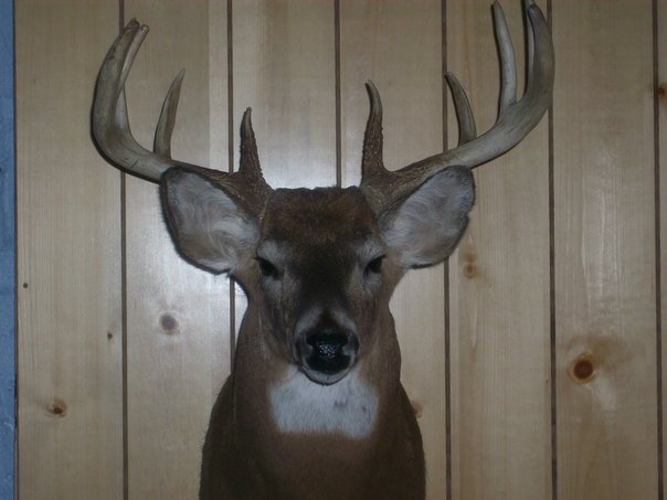 Daniel Garza's album, buck!