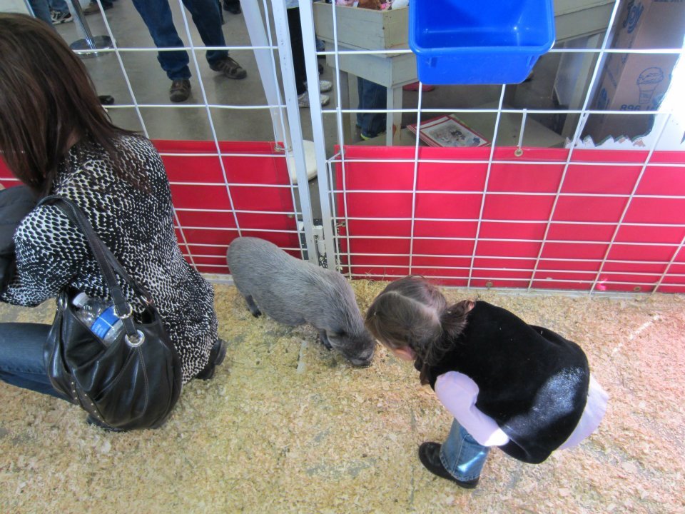 Tami Roberts' album, Taking Kaitlyn to the Stock Show