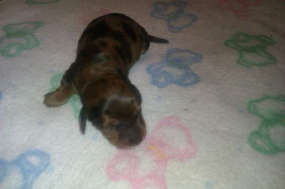 Trisha Self's album, Mini Dachshund puppies