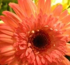 Cheryl Dittmann's album, Profile Pictures