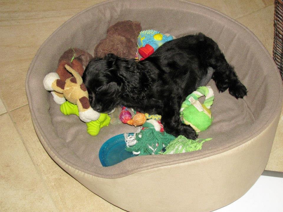 Dwight Bowen's album, Our new addition: Maggie