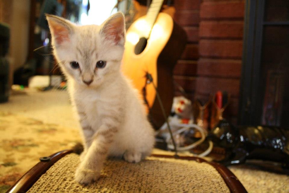 Bev Mayhugh's album, Our cats
